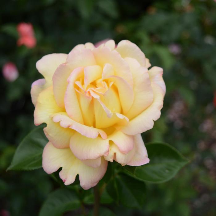 'Peace' Rose - Rosa from Betty's Azalea Ranch