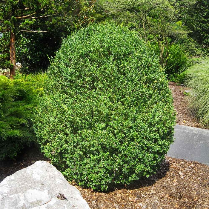 American Boxwood - Buxus sempervirens (American Boxwood) from Betty's Azalea Ranch