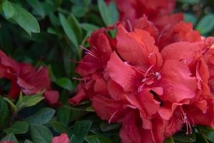 Rebloom® 'Ruby Starburst™' - Rhododendron (Azalea) from Betty's Azalea Ranch