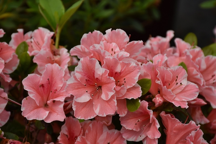 Encore® 'Autumn Starburst®' - Rhododendron (Azalea) from Betty's Azalea Ranch
