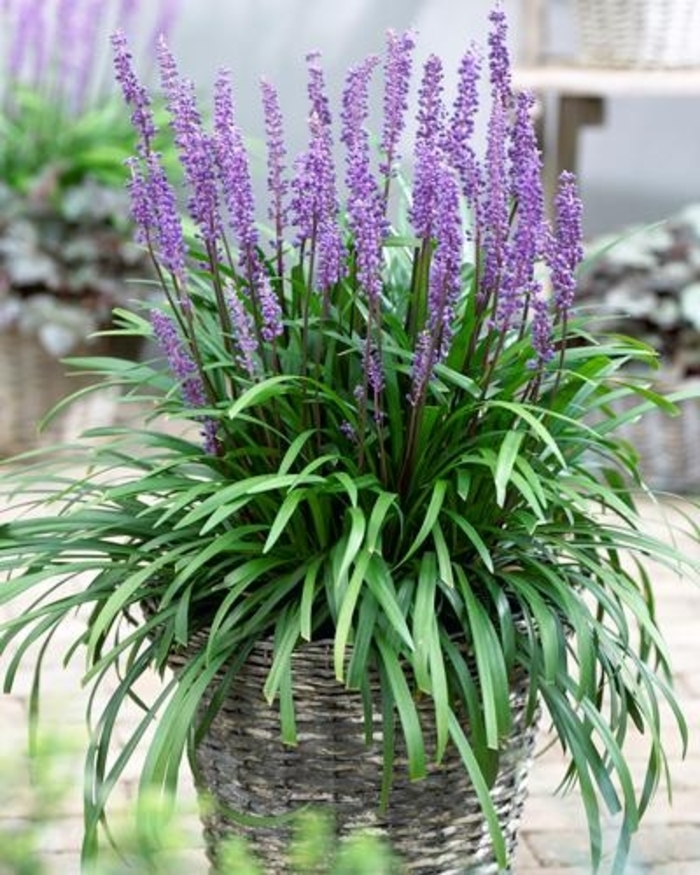 Royal Purple Lilyturf - Liriope muscari ''Royal Purple'' (Lilyturf) from Betty's Azalea Ranch