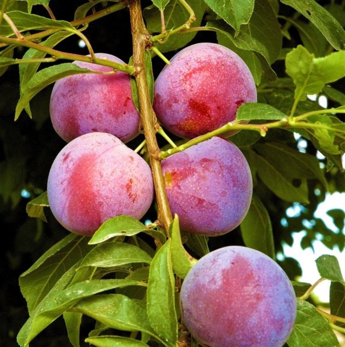 'Methley' Japanese Plum - Prunus salicina from Betty's Azalea Ranch