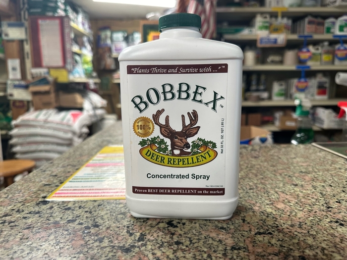 Bobbex - Bobbex from Betty's Azalea Ranch