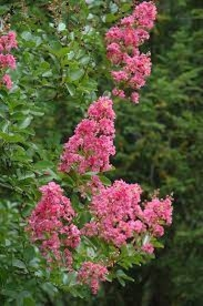 'Hopi' Crapemyrtle - Lagerstroemia indica x fauriei from Betty's Azalea Ranch
