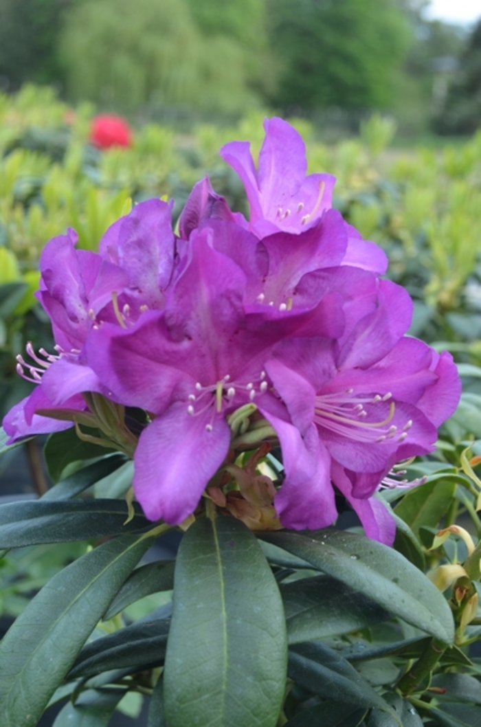 'Purple Splendor' Azalea - Rhododendron from Betty's Azalea Ranch