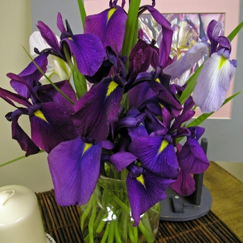 Iris ensata (Japanese Iris) - Japanese Iris