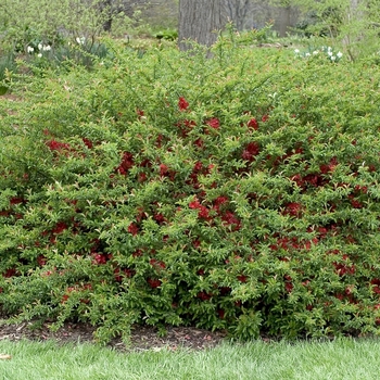 Chaenomeles speciosa ''Texas Scarlet'' (Flowering Quince) - Texas Scarlet Flowering Quince