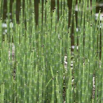 Equisetum scirpoides (Small Horsetail) - Small Horsetail