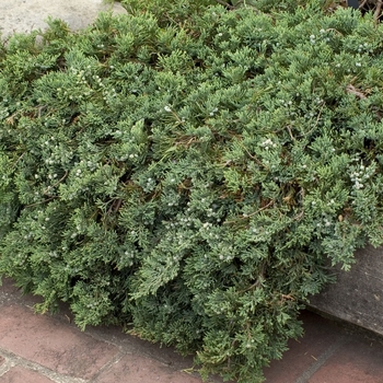 Juniperus horizontalis ''Wiltonii'' (Blue Rug Juniper) - Wiltonii Blue Rug Juniper