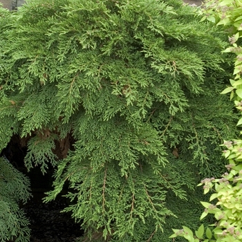 Microbiota decussata (Russian Cypress) - Russian Cypress