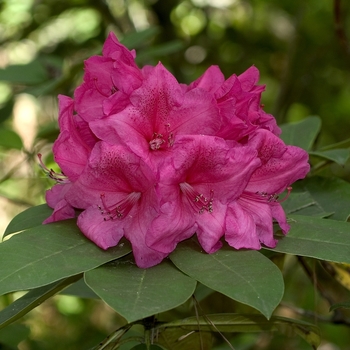 Rhododendron - 'Anna Rose Whitney'