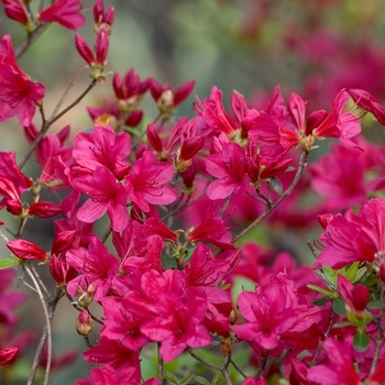 Rhododendron Kurume Hybrid - 'Hino-Crimson' Azalea