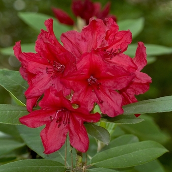 Rhododendron catawbiense - 'Vulcans Flame'