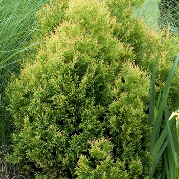 Thuja occidentalis ''Rheingold'' (Arborvitae) - Rheingold Arborvitae