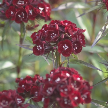 Dianthus barbatus 'Heart Attack' - Sweet William