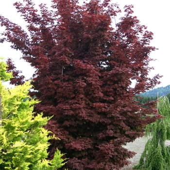 Acer palmatum 'Twombley's Red Sentinel' - Japanese Maple