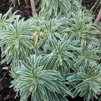 Euphorbia characias 'Tasmanian Tiger' - Tasmanian Tiger