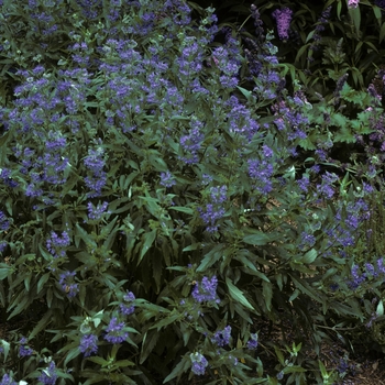 Caryopteris x clandonensis 'Longwood Blue' - Blue Mist