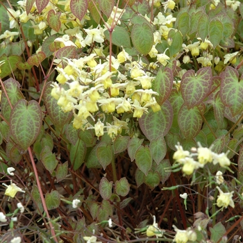 Epimedium x versicolor 'Sulphureum' - Bicolor Barrenwort