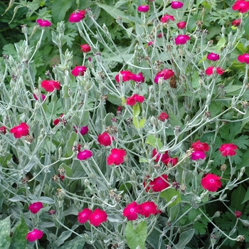 Lychnis coronaria (Mullein Pink, Campion flower) - Mullein Pink, Campion flower