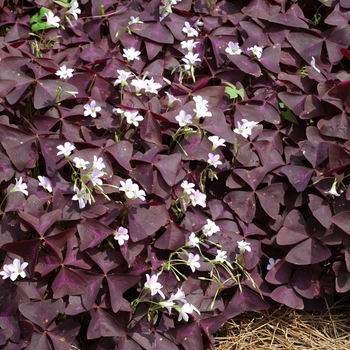 Oxalis regnellii ''Purpurea'' (Ornamental Purple Shamrock) - Purpurea Ornamental Purple Shamrock