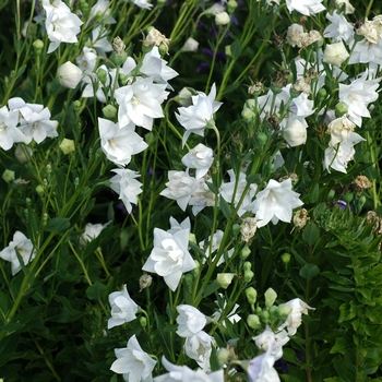 Platycodon grandiflorus ''Hakone White'' (Balloon Flower) - Hakone White Balloon Flower