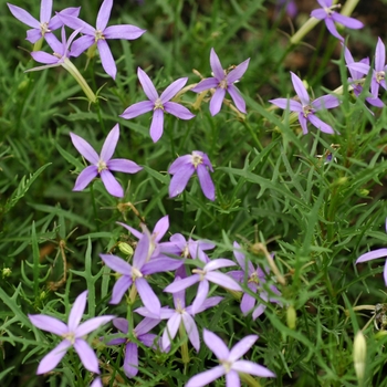 Isotoma axillaris ''Blue Stars'' (Star Flower) - Blue Stars Star Flower