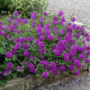 Verbena canadensis ''Homestead Purple'' (Verbena) - Homestead Purple Verbena