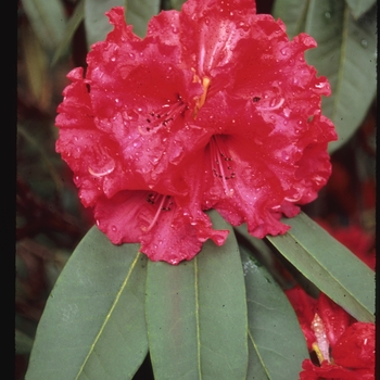 Rhododendron - 'Taurus'