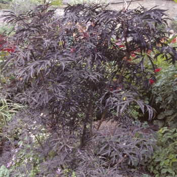 Sambucus nigra ''Eva'' PP15575, Can 2633 (Elderberry) - Black Lace® Elderberry