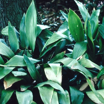 Rohdea japonica (Sacred Lily) - Sacred Lily