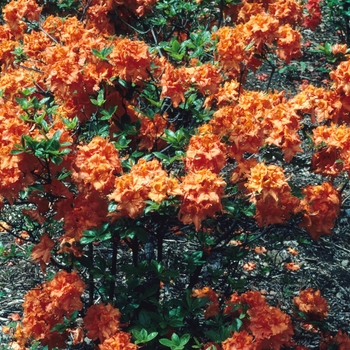 Rhododendron Exbury hybrid - 'Gibraltar' Azalea
