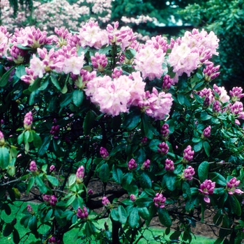 Rhododendron Dexter hybrid ''Scintillation'' (Rhododendron) - Scintillation Rhododendron
