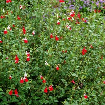 Salvia microphylla ''Hot Lips'' (Sage) - Hot Lips Sage