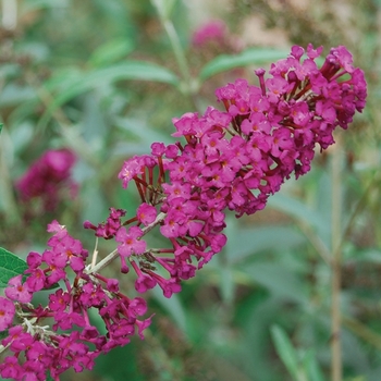 Buddleia davidii ''Royal Red'' (Butterfly Bush) - Royal Red Butterfly Bush