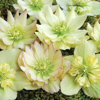 Helleborus (Lenten Rose) - Winter Jewels™ ''Golden Lotus''