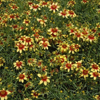 Coreopsis verticillata 'Route 66' - Route 66 Tickseed