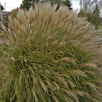 Miscanthus sinensis ''Adagio'' (Dwarf Japanese Silver Grass) - Adagio Dwarf Japanese Silver Grass