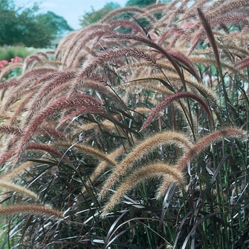 Pennisetum setaceum ''Rubrum'' (Purple Fountain Grass) - Graceful Grasses® Rubrum