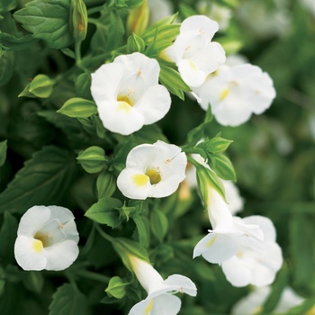 Torenia ''DANCAT153'' PP19997 - Catalina® White Linen Wishbone Flower
