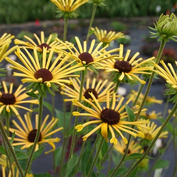 Rudbeckia subtomentosa ''Henry Eilers'' (Quilled Sweet Coneflower) - Henry Eilers Quilled Sweet Coneflower