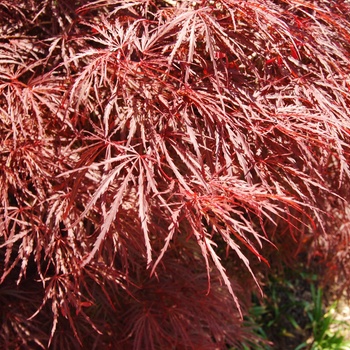 Acer palmatum dissectum 'Red Filigree Lace' - Japanese Maple