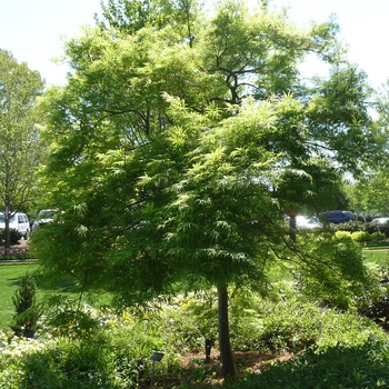 Acer palmatum var dissectum 'Filigree' - Filegree Japanese Maple