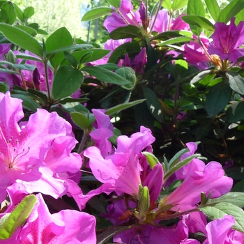 Rhododendron (Azalea) - Encore® 'Autumn Royalty®'