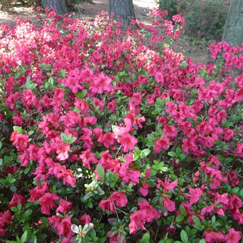 Rhododendron kaempferi - 'Johanna' Azalea