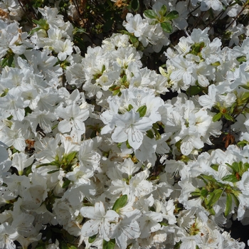Rhododendron Glenn Dale hybrid - 'Delaware Valley White' Azalea