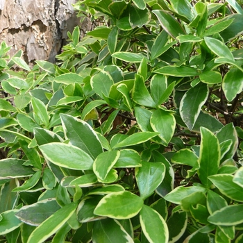 Daphne odora 'Aureo-marginatus' - Daphne odora