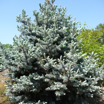 Picea pungens ''Hoopsii'' (Blue Spruce) - Hoopsii Blue Spruce