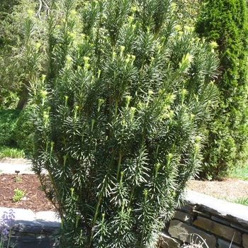 Taxus baccata ''Fastigiata (Stricta)'' (Irish Yew) - Fastigiata (Stricta) Irish Yew