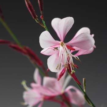 Gaura lindheimeri ''Gaudpin'' PP18237, Can 3031 (Butterfly Flower) - Stratosphere™ Pink Picotee